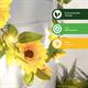 019269 - Sunflower Lights - 019269