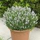Shop To Garden Lavender BeeZee Collection (1 x Light Blue, 1 x Dark Blue, 1 x Pink) 3 x 9cm - Lavender