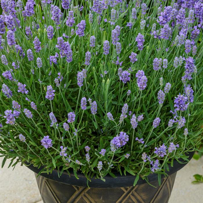 Shop To Garden Lavender BeeZee Collection (1 x Light Blue, 1 x Dark Blue, 1 x Pink) 3 x 9cm - 019620