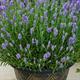 Shop To Garden Lavender BeeZee Collection (1 x Light Blue, 1 x Dark Blue, 1 x Pink) 3 x 9cm - 019620