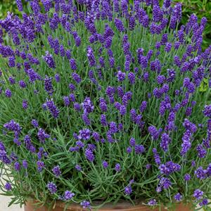 Shop To Garden Lavender BeeZee Collection (1 x Light Blue, 1 x Dark Blue, 1 x Pink) 3 x 9cm - 019620