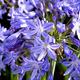 024745 - Agapanthus Collection - 024745