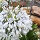 Shop To Garden Agapanthus Collection (1 x Queen Mum, 1 x Stardust, 1 x Star Quality) 3 x 9cm - Agapanthus Collection