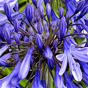 Shop To Garden Agapanthus Collection (1 x Queen Mum, 1 x Stardust, 1 x Star Quality) 3 x 9cm - 024745