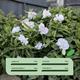 Gardenwize Solar Orchid Flower String Lights 2m - Twin Pack (4m in Total) - 311206