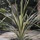  Shop To Garden Cordyline Torbay Dazzler 4.5L - Cordyline