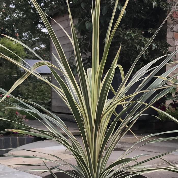  Shop To Garden Cordyline Torbay Dazzler 4.5L - 437380