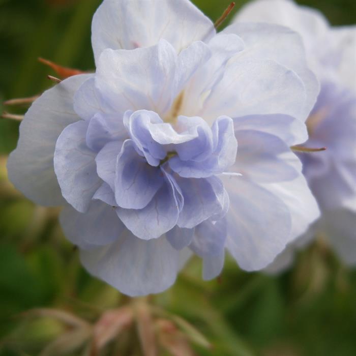 Shop To Garden Geranium Cloud Nine 3 x 9cm - Cloud Nine