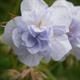 Shop To Garden Geranium Cloud Nine 3 x 9cm - 545375