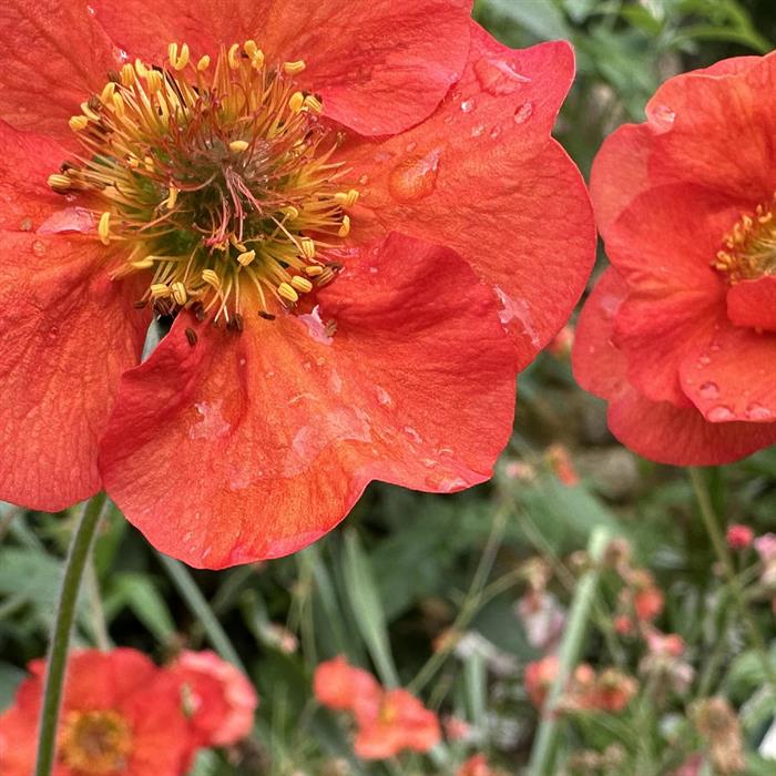  Shop To Garden Geum Miss Clementine 3 x 9cm - Miss Clementine