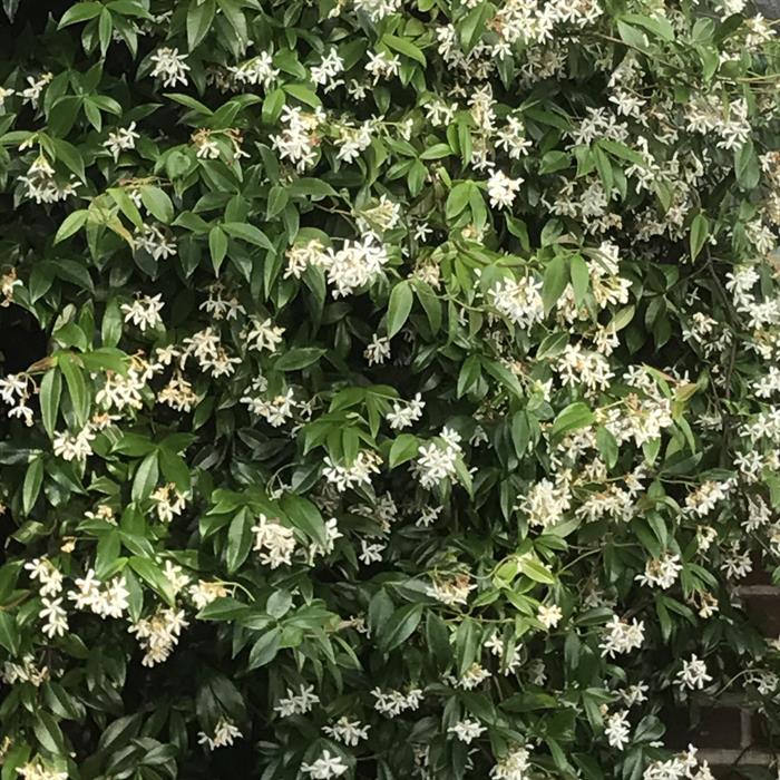 Shop To Garden Trachelospermum Jasminoides 3ltr - 809451