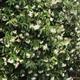 Shop To Garden Trachelospermum Jasminoides 3ltr - 809451