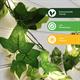 813439 - Ivy String Lights - 813439