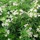 Shop To Garden Choisya White Dazzler 2ltr - White Dazzler