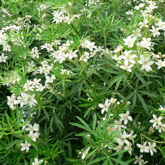 Shop To Garden Choisya White Dazzler 2ltr - 901370